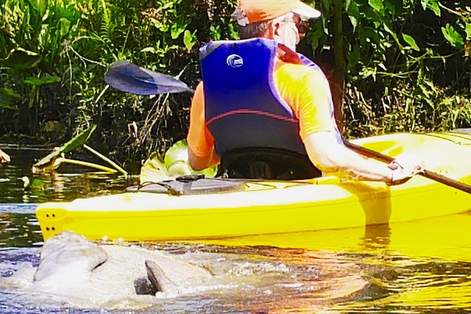 Wekiva River Guided Kayak Tour - Paddling the 7-mile stretch: what the workout really feels like