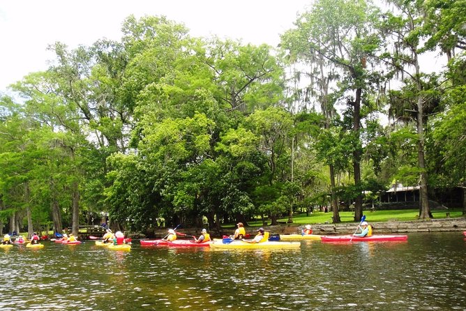 Wekiva River Guided Kayak Tour - Wildlife spotting on a protected river (and how to see more of it)