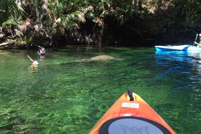 Wekiva River Guided Kayak Tour - Price and value: does $100 buy a good day on the water?
