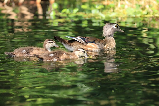 Wekiva Wildlife Kayaking Adventure Tour - What you get on the water: kayak safety + dry bags for the important stuff