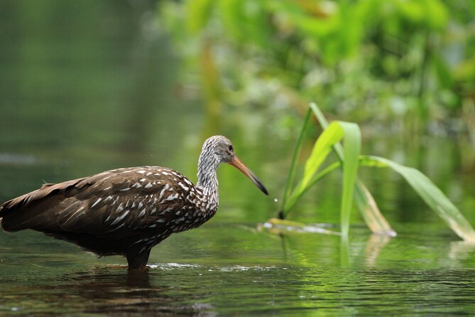 Wekiva Wildlife Kayaking Adventure Tour - Weather matters more than you’d think (and when to book)