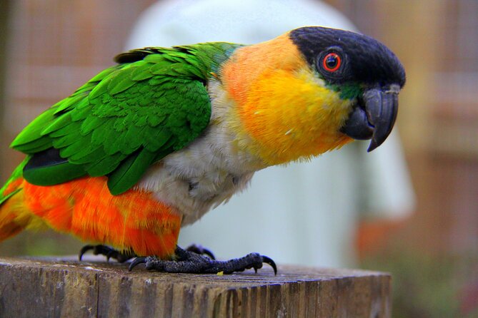 Wild Florida Adventure Package Tour with Hotel Pickup & Lunch - Wild Florida Park After the Boat: Rescued Animals and Cypress Quiet