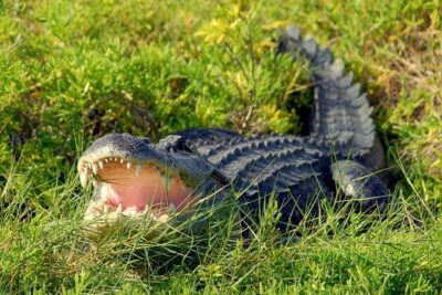 Wild Florida Adventure Package Tour with Hotel Pickup & Lunch - The Airboat Through the Everglades: 30 Minutes vs 60 Minutes