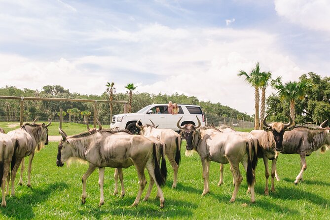 Wild Florida Drive-Thru Safari and Gator Park Admission - Arriving at Wild Florida: Easy to Find, Simple to Start