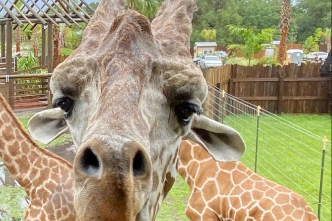 Wild Florida Drive-Thru Safari and Gator Park Admission - Wildlife on the Route: What to Look For (and When It Helps to Slow Down)