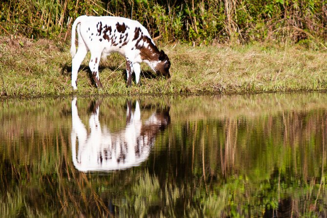 Wild Florida Drive-Thru Safari and Gator Park Admission - The Alligator Pond and the SNAP Story: Why This Part Matters