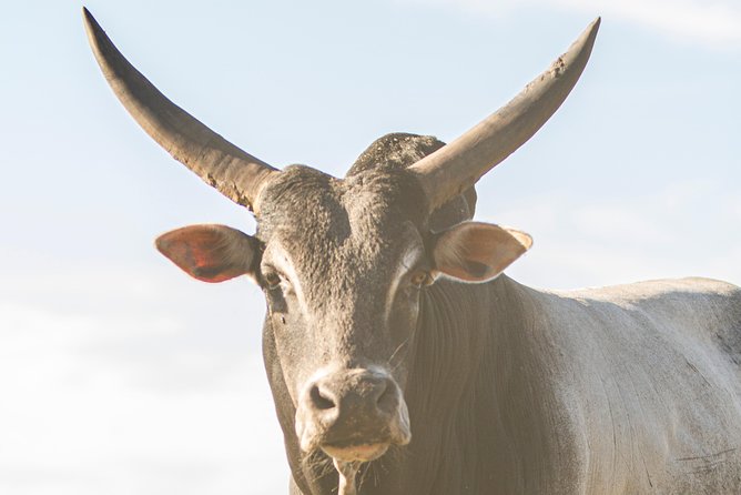 Wild Florida Drive-Thru Safari and Gator Park Admission - Gator Park Included: Walking Shows, Signs, and More Animals