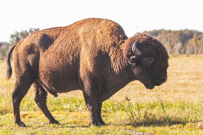 Wild Florida Drive-Thru Safari and Gator Park Admission - Price and Value: Why $35 Often Feels Like a Bargain
