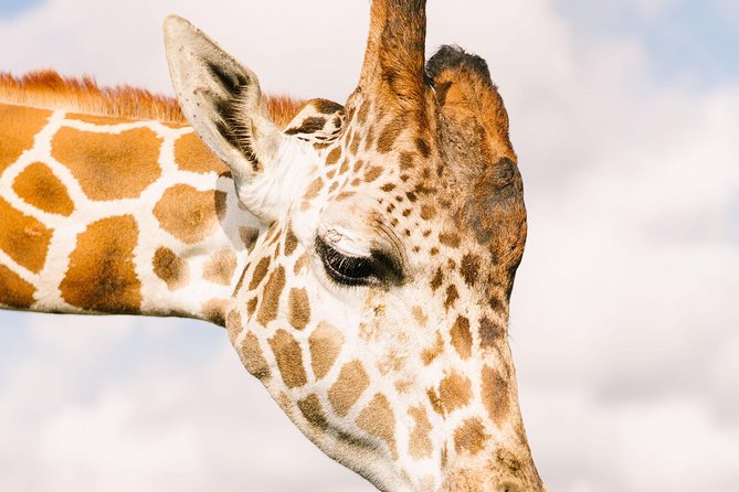 Wild Florida Drive-Thru Safari and Gator Park Admission - Timing Tips: How to Plan Your Best Afternoon