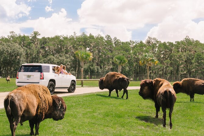 Wild Florida Drive-Thru Safari and Gator Park Admission - How the Drive-Thru Safari Really Feels: You’re the Driver, Not the Passenger
